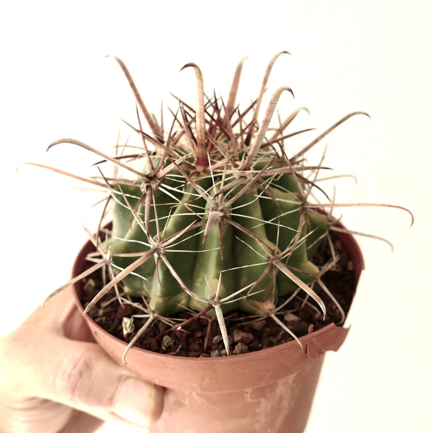 Ferocactus wislizenii var. herrerae 