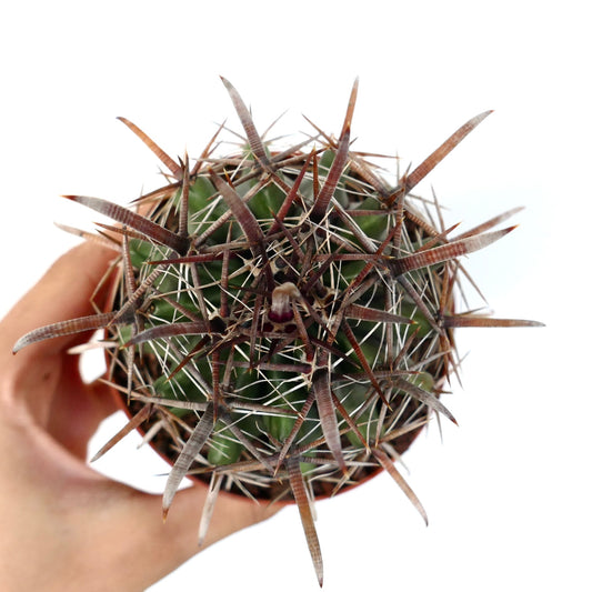 Ferocactus wislizenii var. herrerae 