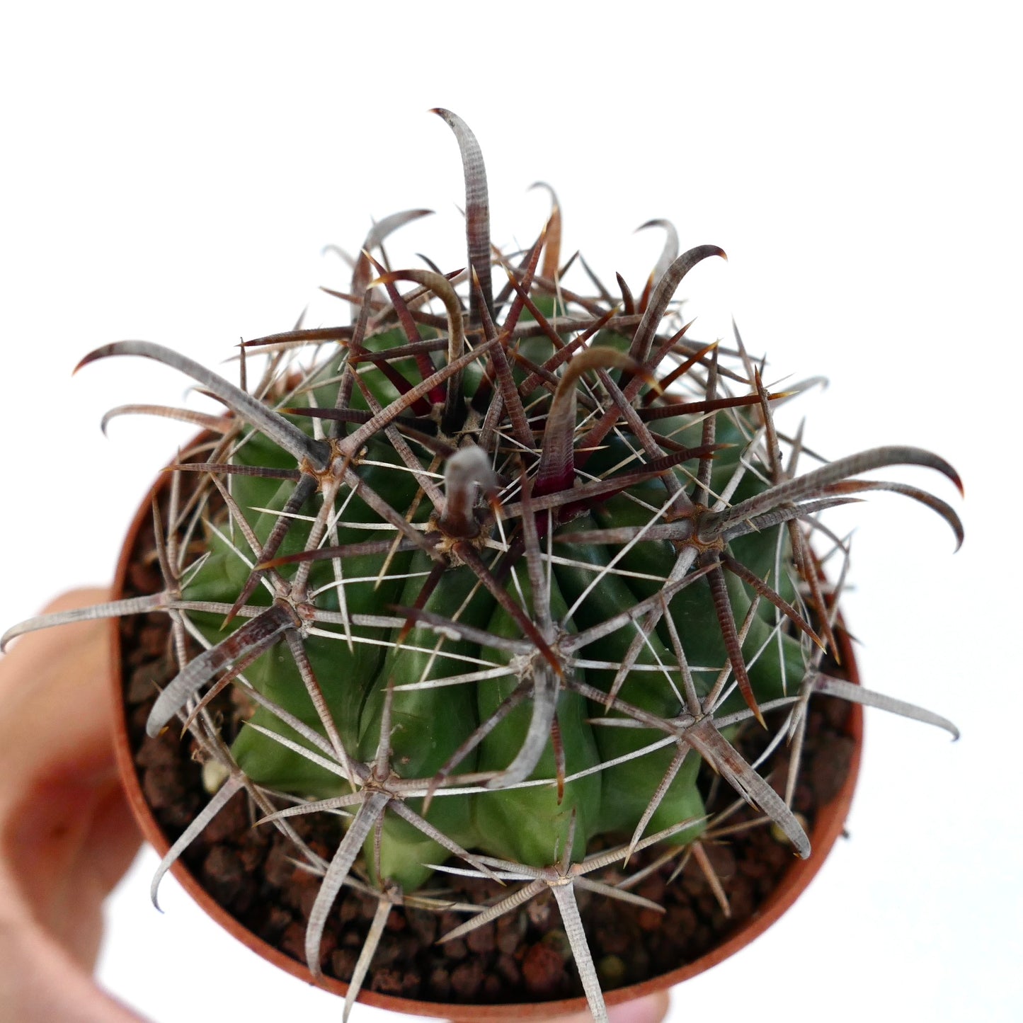 Ferocactus wislizenii var. herrerae