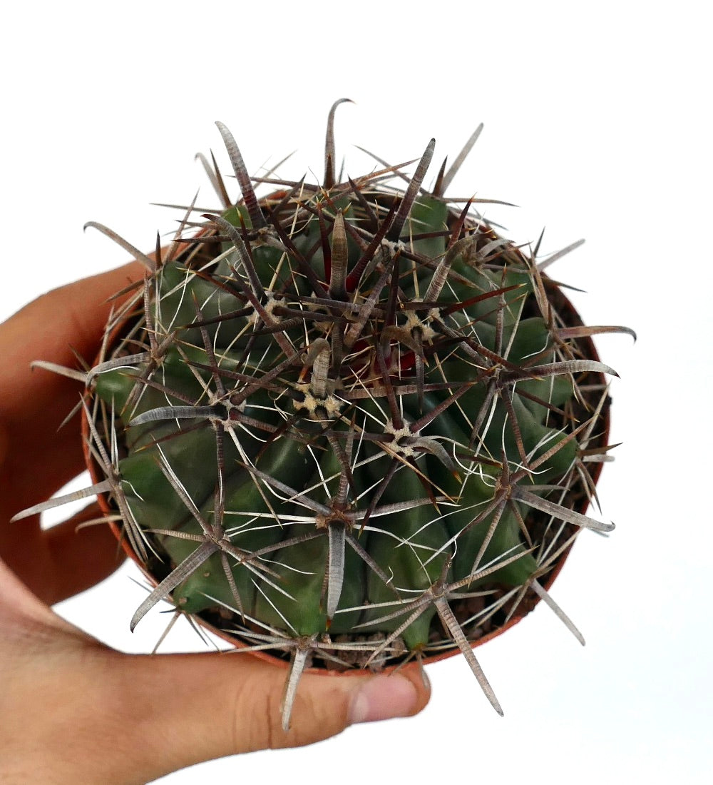 Ferocactus wislizenii var. herrerae 