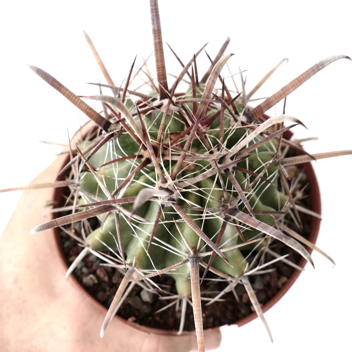 Ferocactus wislizenii var. herrerae