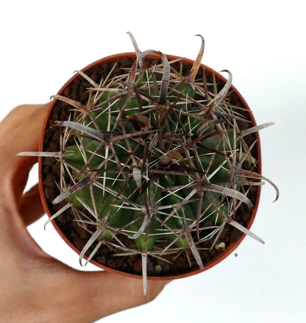 Ferocactus wislizenii var. herrerae