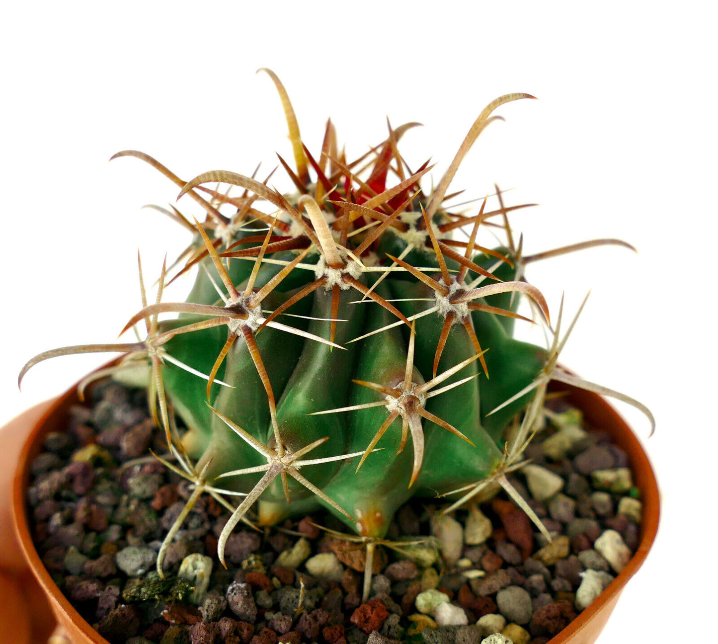 Ferocactus wislizenii var. herrerae (Sinaloa, MEXICO)