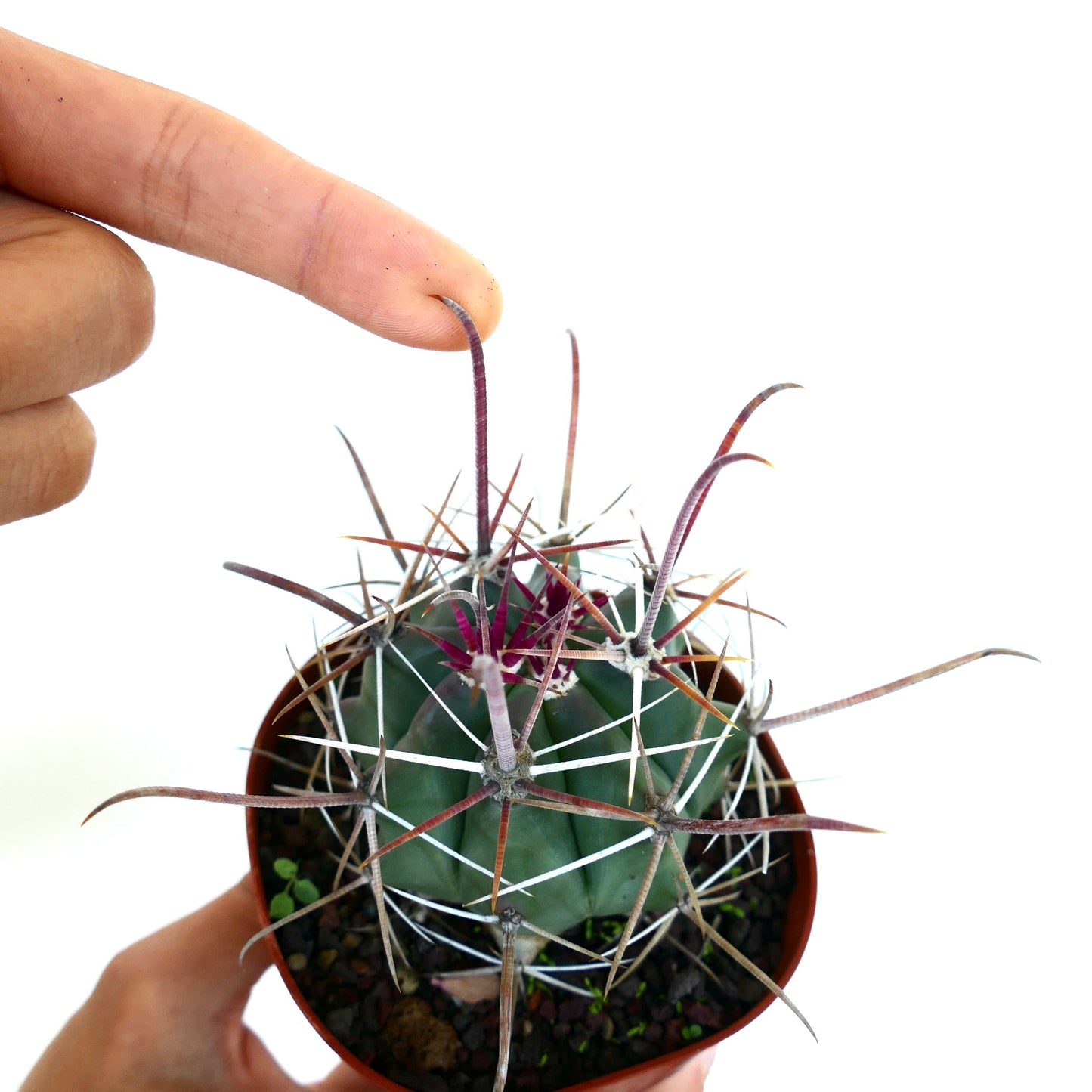 Ferocactus wislizenii var. herrerae X Ferocactus rectispinus