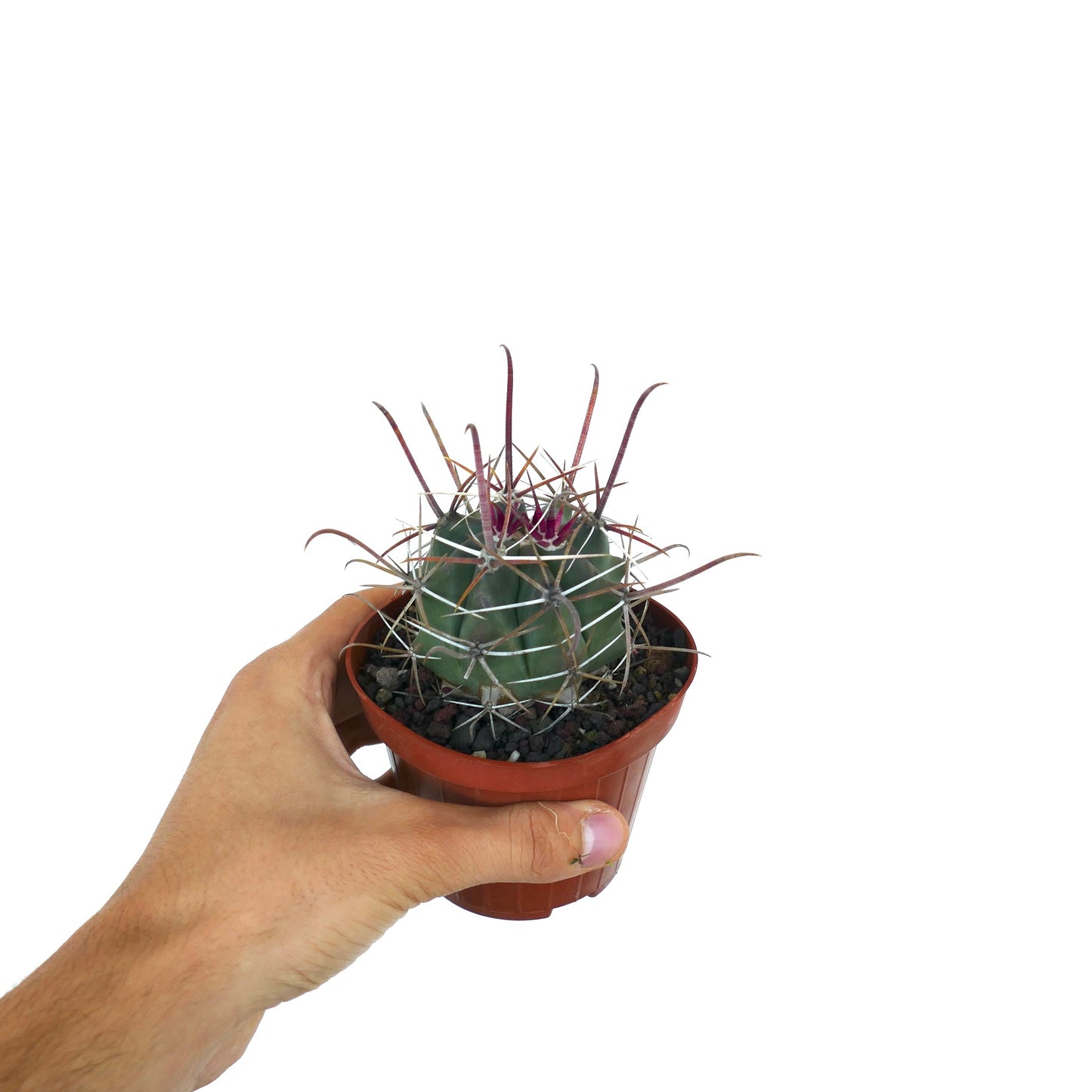 Ferocactus wislizenii var. herrerae X Ferocactus rectispinus