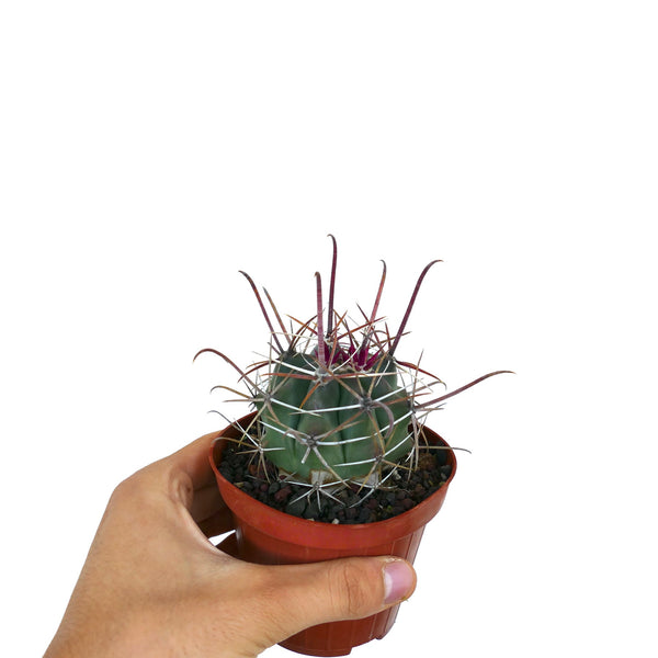 フェロカクタス　斑入り Ferocactuswislizeniivar.