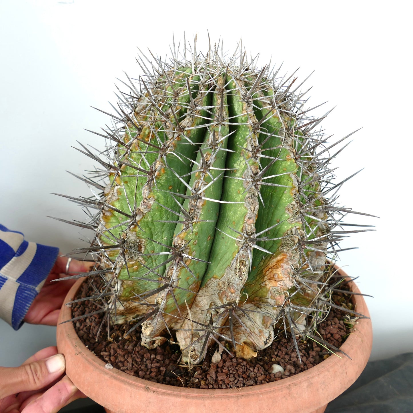 Ferocacyus lindsay x rectispinus large cactus with thick spines and aged textured ribs in terracotta pot