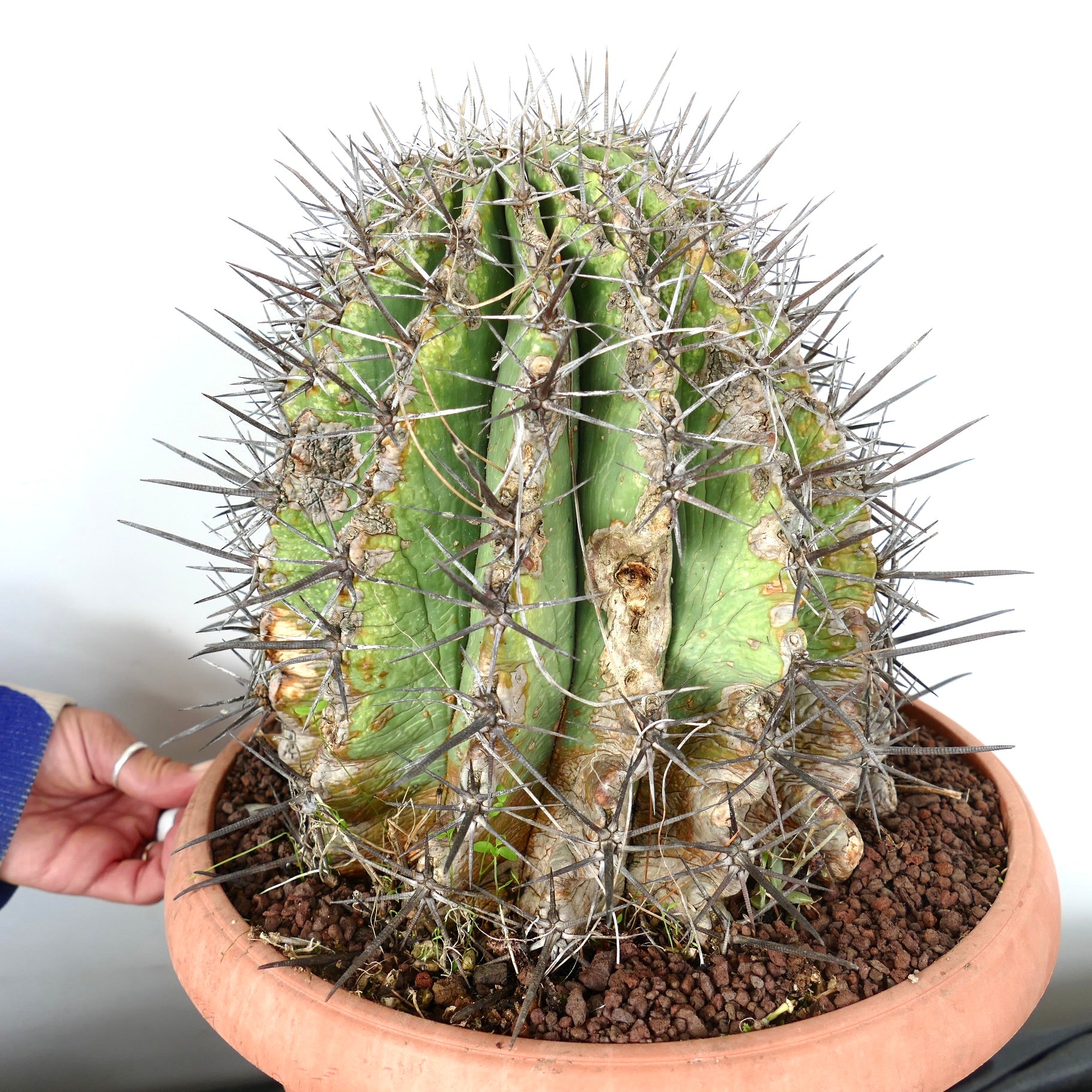 Ferocacyus lindsay x rectispinus old specimen cactus with thick spines and rugged green ribs in pot