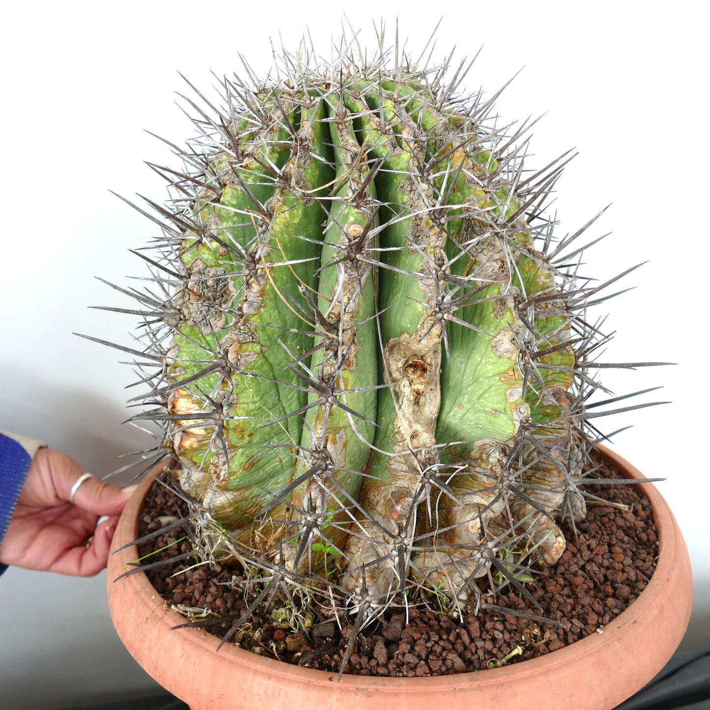 Ferocacyus lindsay x rectispinus large cactus with thick spines and aged textured stem in pot
