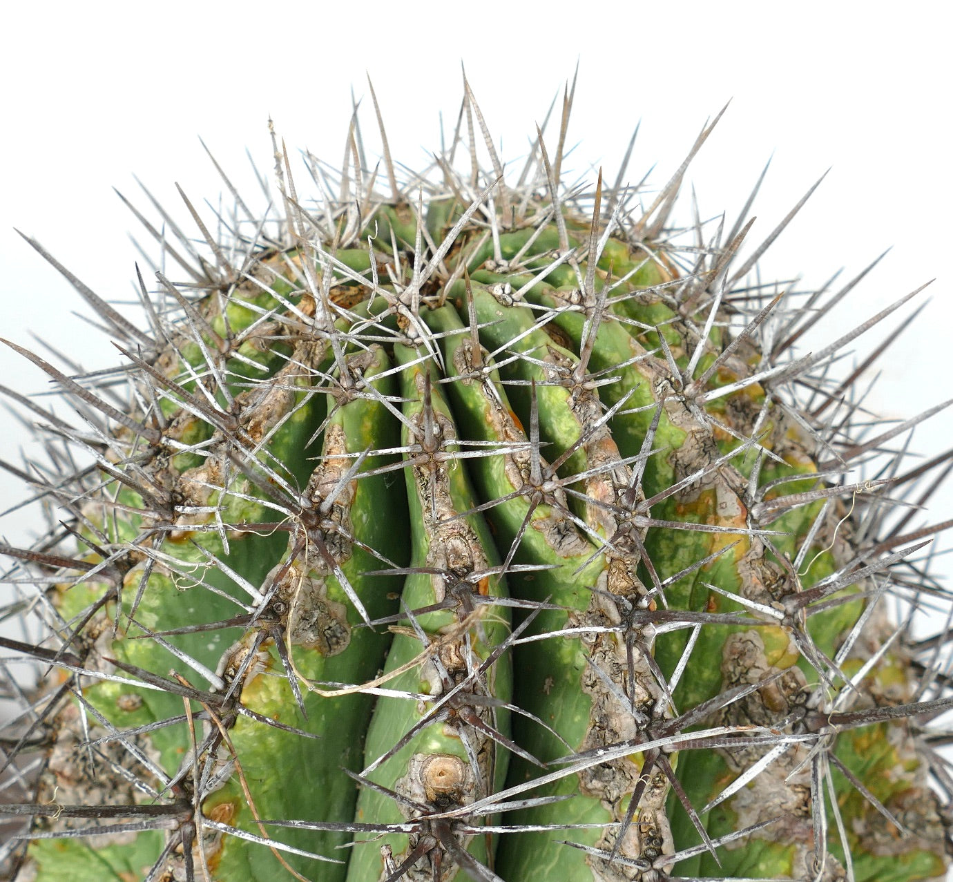 Ferocacyus lindsay x rectispinus old specimen cactus with thick spines and ribbed green body