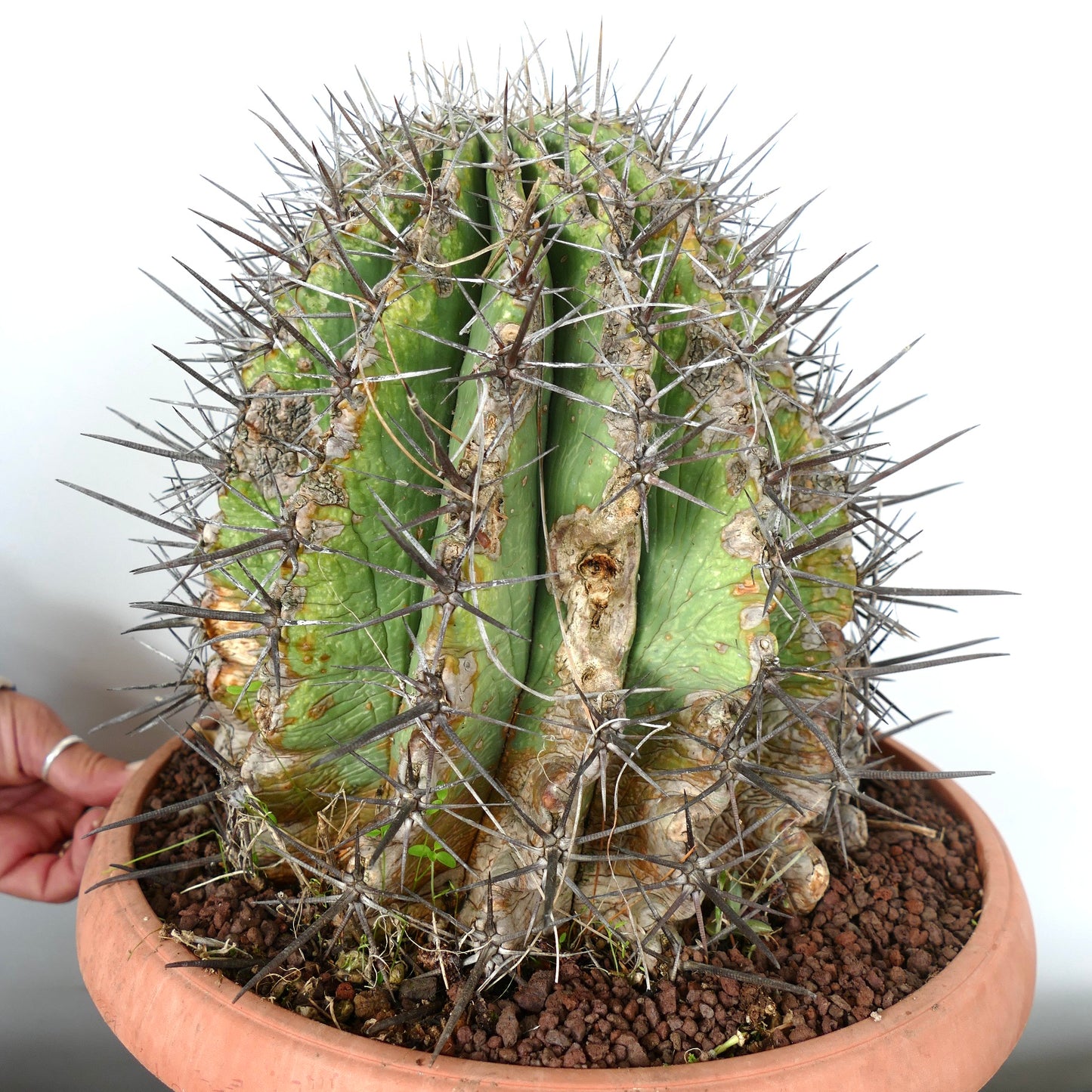 Ferocacyus lindsay x rectispinus large succulent cactus with thick spines and aged texture