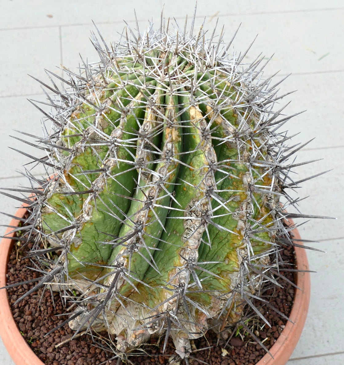 Ferocacyus lindsay x rectispinus large cactus with thick spines and aged green ribs