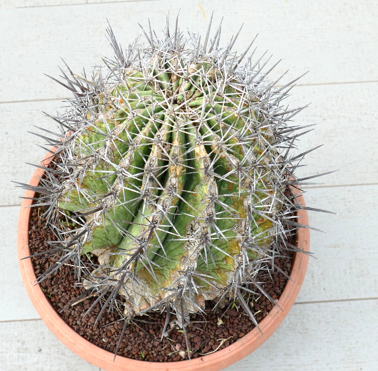 Ferocacyus lindsay x rectispinus mature cactus with thick spines and ribbed green body in terracotta pot