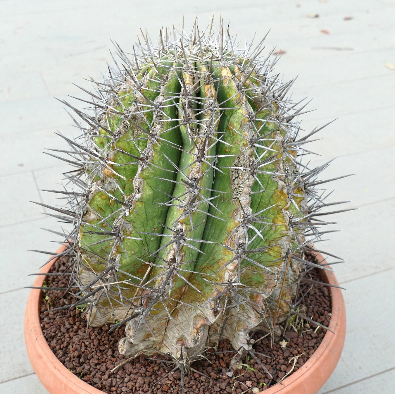 Ferocacyus lindsay x rectispinus old specimen cactus with thick spines and aged textured ribs in pot