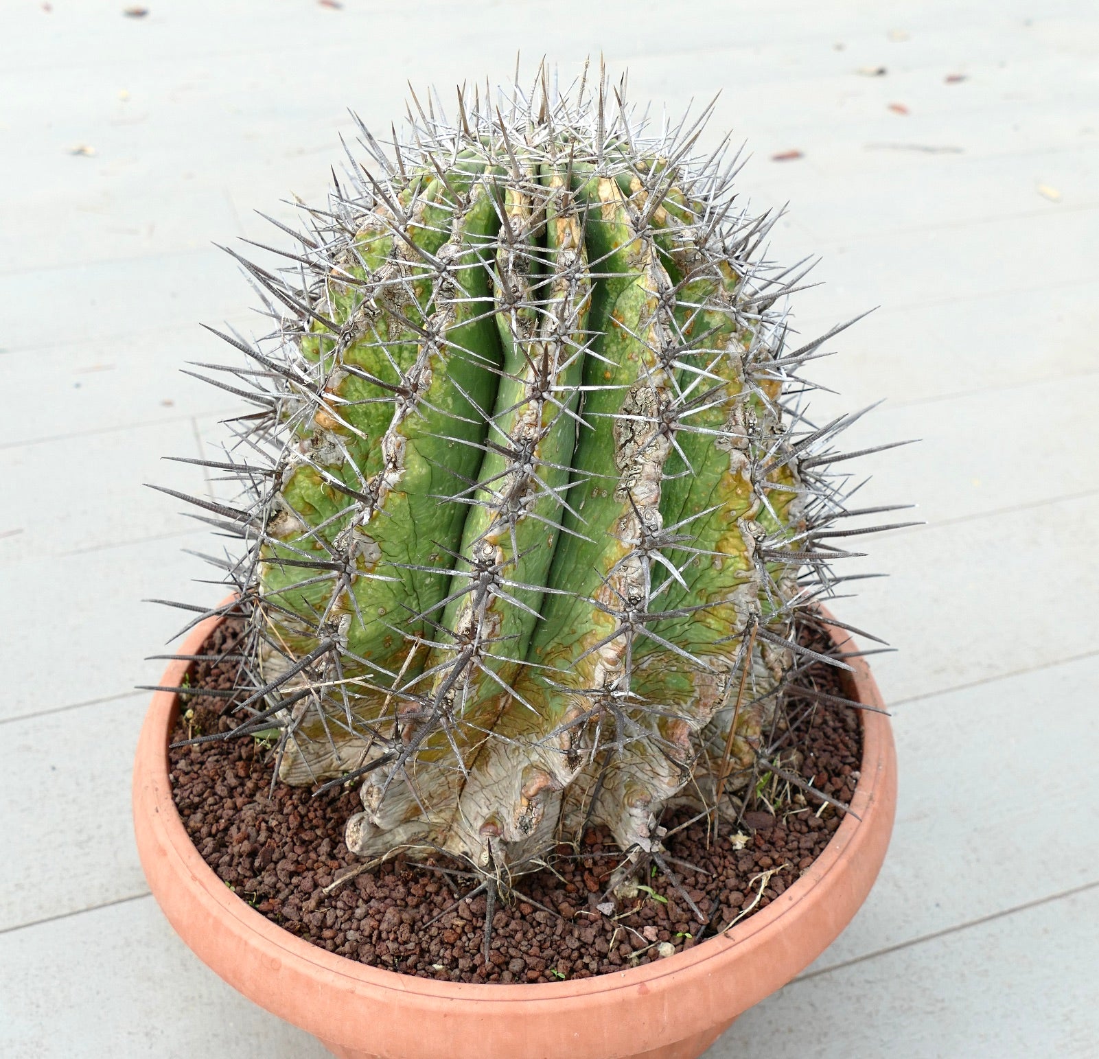 Ferocacyus lindsay x rectispinus old specimen cactus with thick spines and textured green body in pot
