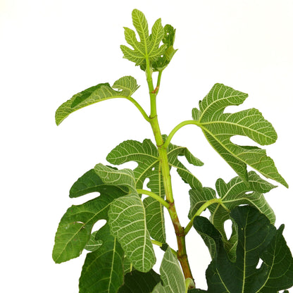 Ficus carica cv Panaché (Striped Fig) 70-80cm