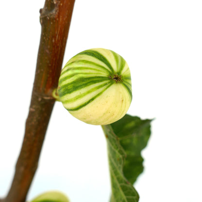 Ficus carica cv Panaché (Striped Fig) 70-80cm