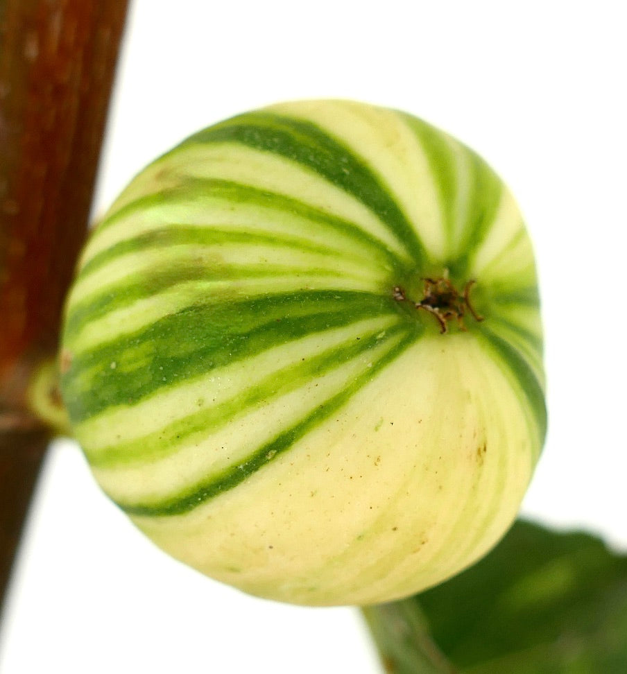 Ficus carica cv Panaché (Striped Fig) 70-80cm