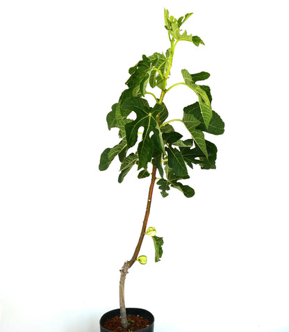 Ficus carica cv Panaché (Striped Fig) 70-80cm