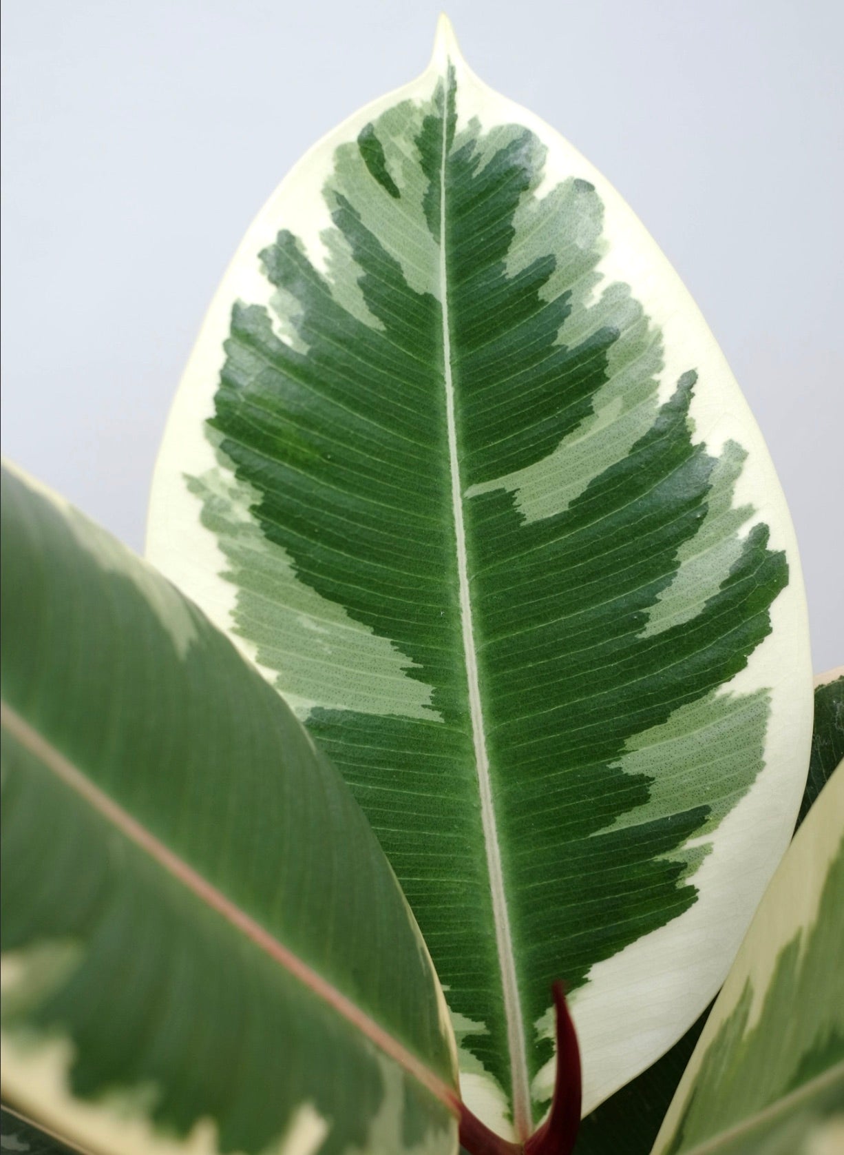 Ficus elastica cv Tineke VARIEGATED 25-35cm