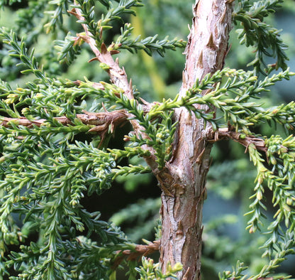 Fitzroya cupressoides 40-50cm