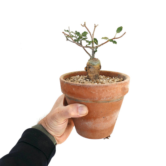 Fockea edulis kleine caudiciforme Sukkulente mit verdickter Basis und vereinzelten grünen Blättern im Terrakottatopf
