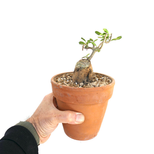 Fockea edulis seltener caudiciformer Sukkulent mit kleinen grünen Blättern im Terrakottatopf, in der Hand gehalten