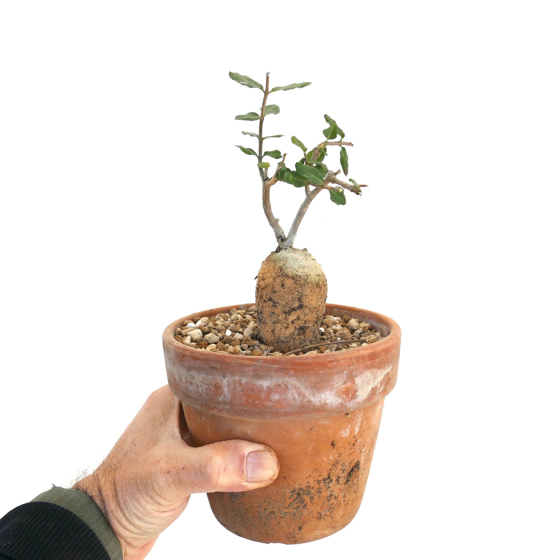 Fockea edulis
