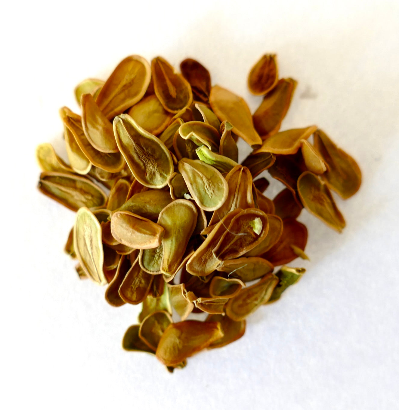 Some brown seeds of Fockea edulis with a slightly concave inner part on a white surface