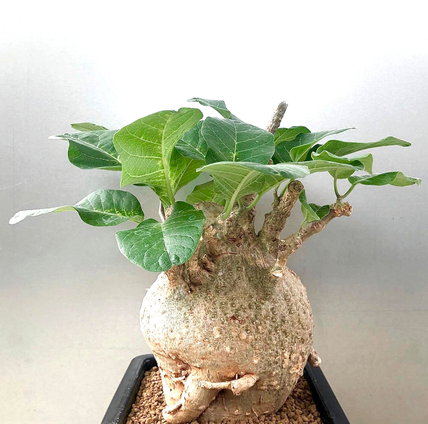 Fockea multiflora SEEDS