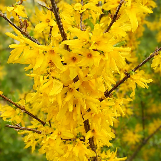 Flores primaverales agrupadas de un amarillo brillante de Forsythia ovata en ramas leñosas