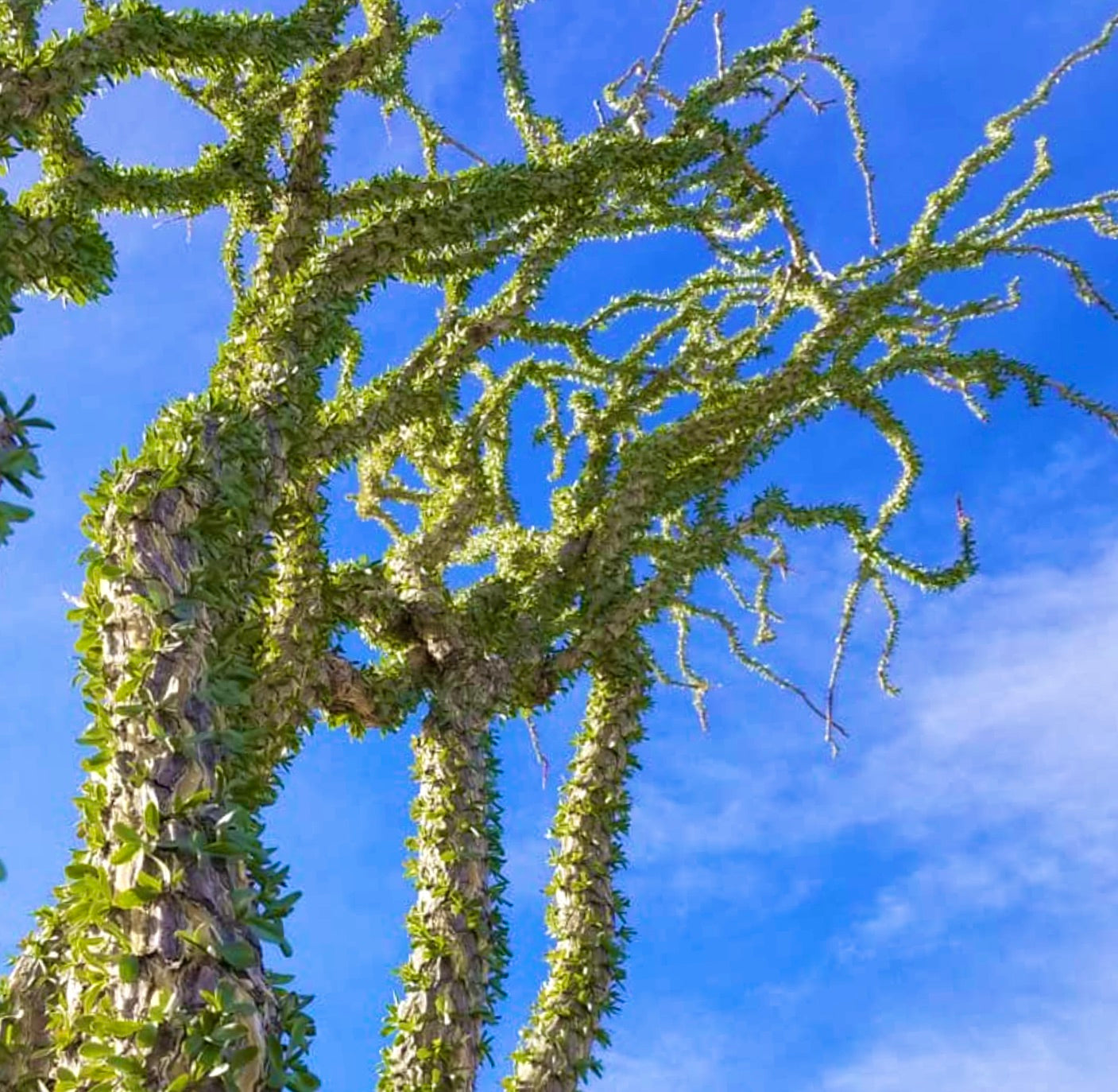 Fouquieria splendens tall succulent tree with spiny branches against blue sky