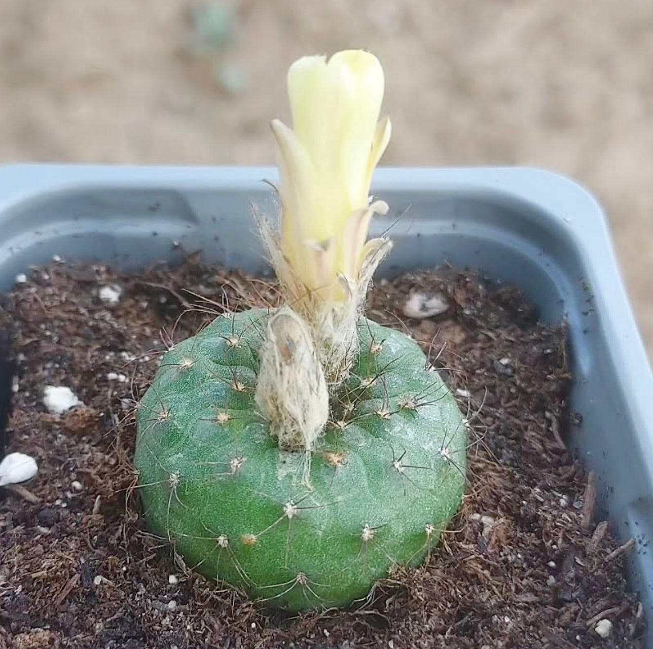 Frailea alagretassa small round cactus with yellow tubular flower and fine spines