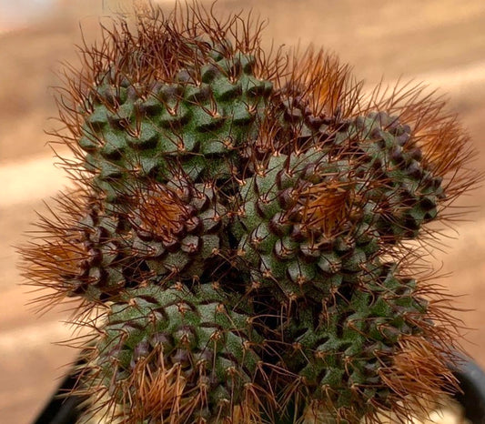 Frailea angelesii rare succulent cactus with dense brown spines and textured green body