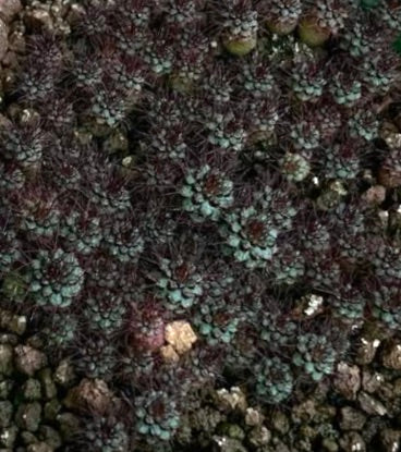 Frailea atrobella dense cluster of small dark green and purple succulent cactus rosettes
