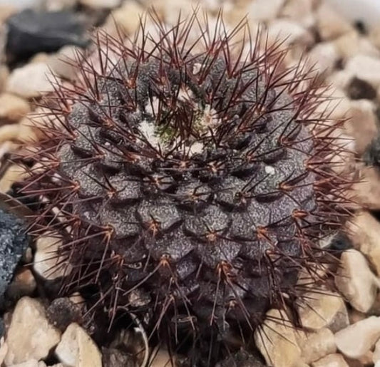 Frailea atrobella rare dark purple cactus with dense reddish spines and textured surface