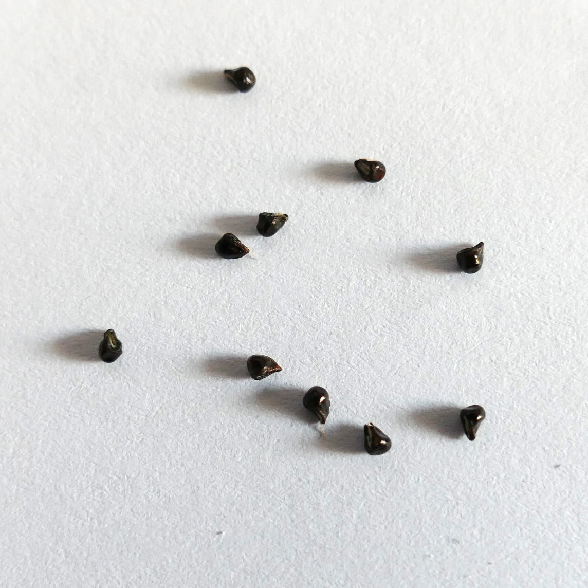 Semi di Frailea atrobella VOS322