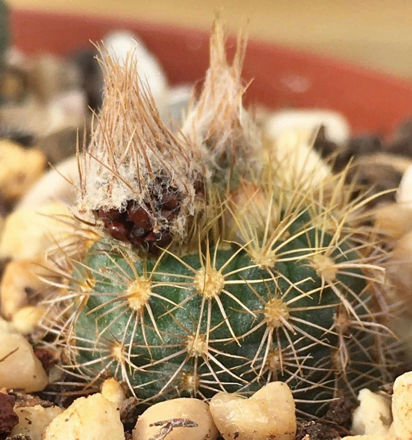Frailea aureispina small round cactus with golden spines and woolly areoles growing in rocky soil