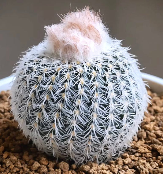 Frailea buenekeri var. densispina small round cactus with dense white spines and woolly top