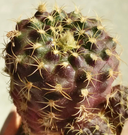 Frailea canaupari rare small cactus with dark purple body and yellow spines close-up