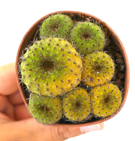 Petit cactus succulent Frailea castanea en grappes avec des tiges épineuses vertes et jaunes