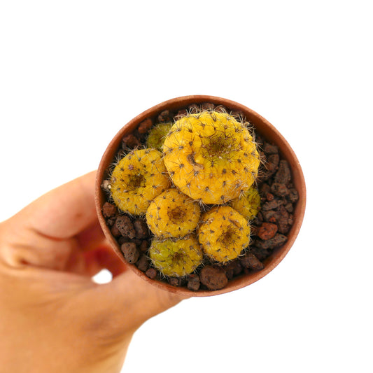 Frailea castanea petits cactus jaunes groupés avec de fines épines en pot