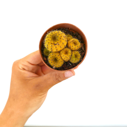 Frailea castanea petit cactus jaune en grappes avec de fines épines dans un pot en terre cuite