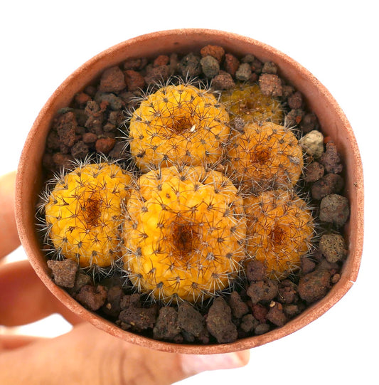 Petit cactus jaune Frailea castanea en grappes avec de fines épines dans un pot en terre cuite