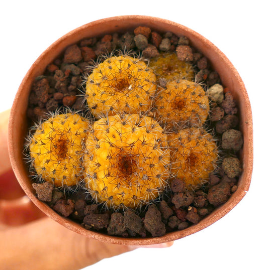 Petit cactus jaune en grappe Frailea castanea avec des épines fines dans un pot en terre cuite