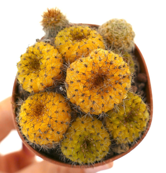 Petit cactus jaune Frailea castanea en grappes avec de fines épines dans un pot