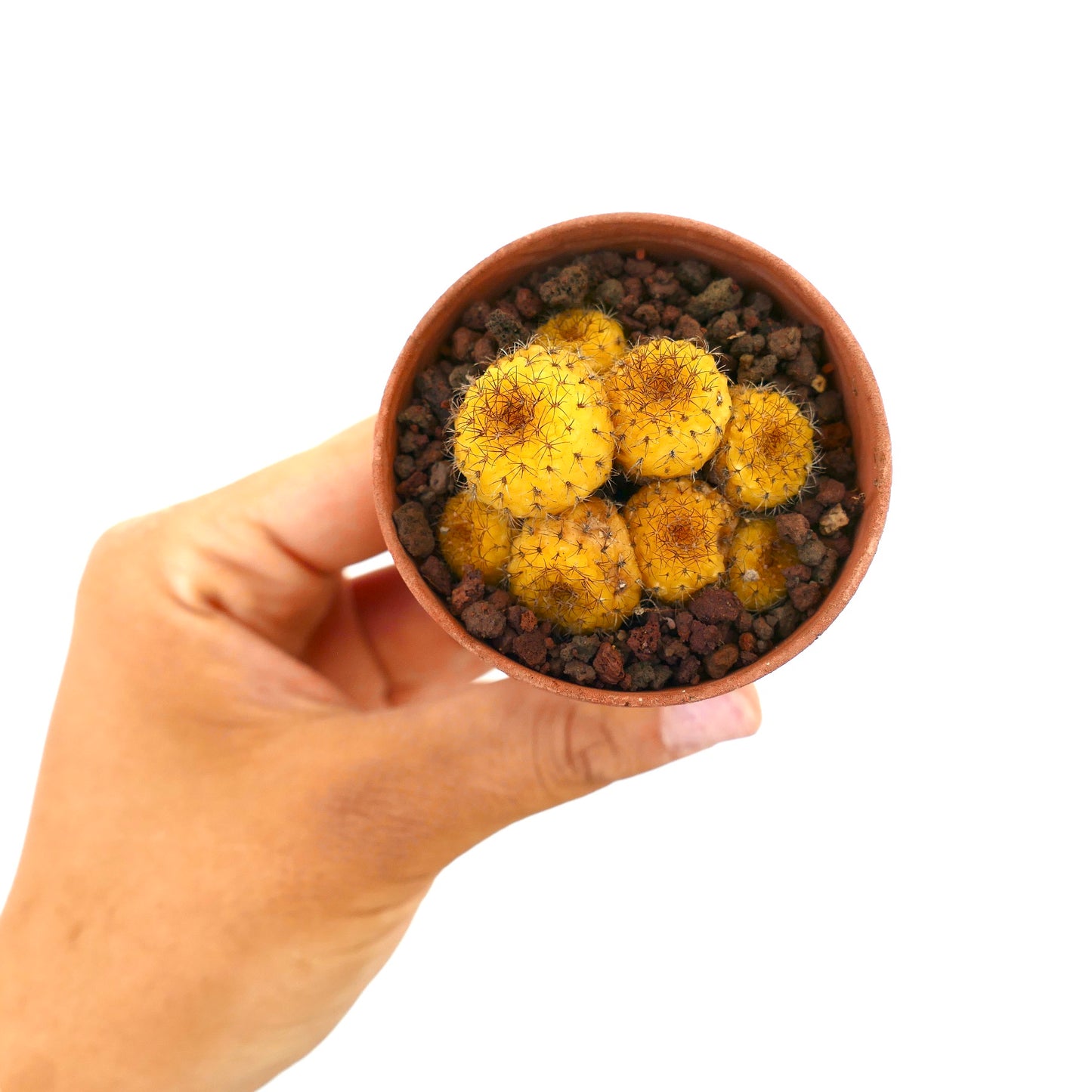 Frailea castanea petit cactus succulente jaune en grappes avec de fines épines en pot
