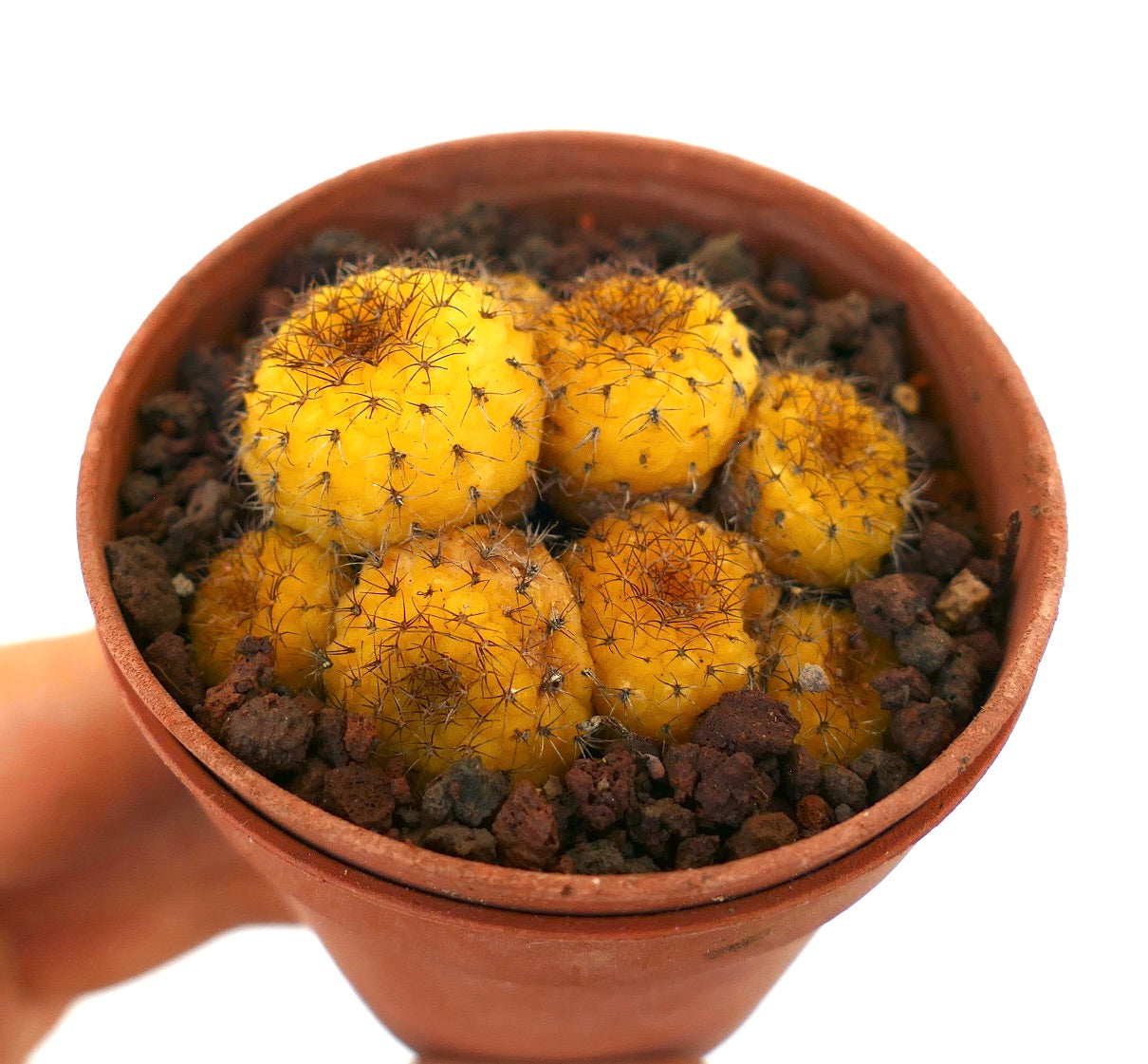Frailea castanea petits cactus jaunes regroupés avec de fines épines brunes dans un pot en terre cuite