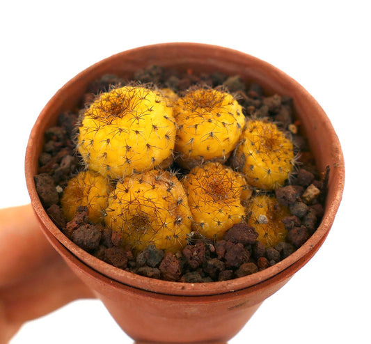 Frailea castanea petits cactus jaunes regroupés avec de fines épines brunes dans un pot en terre cuite