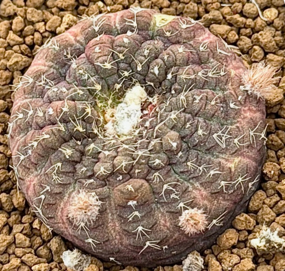 Frailea cataphracta succulent cactus with rounded ribbed body and fine white spines